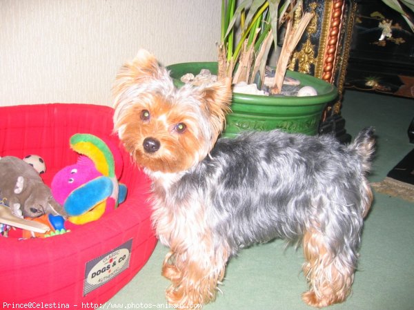 Photo de Yorkshire terrier