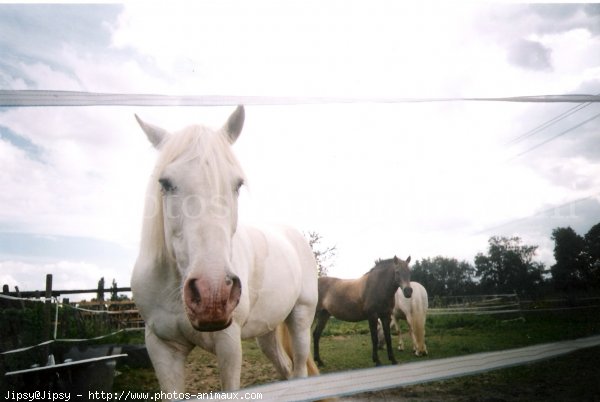 Photo de Camargue