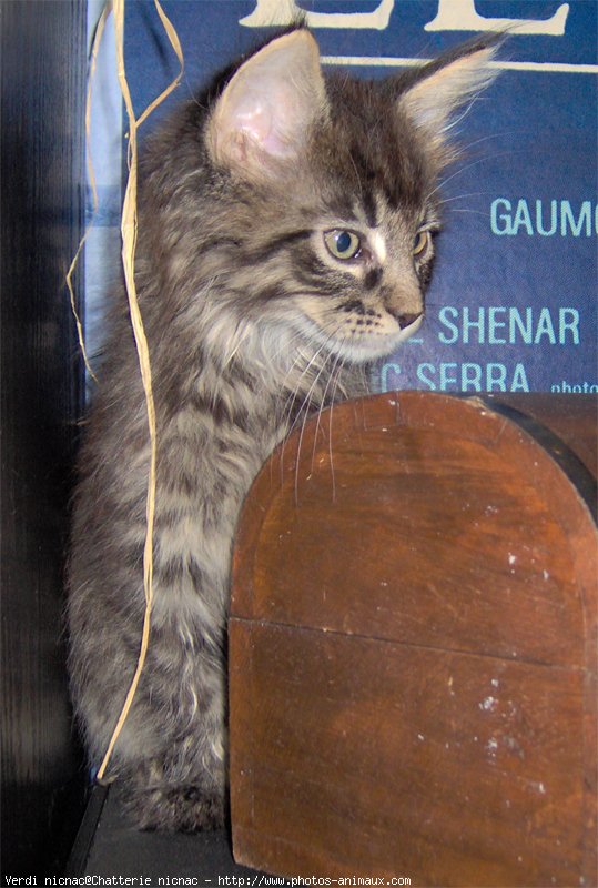 Photo de Maine coon