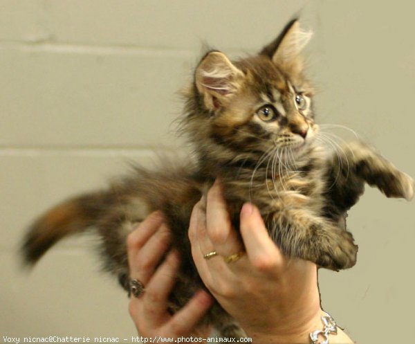 Photo de Maine coon