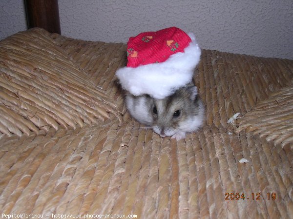 Photo de Hamster