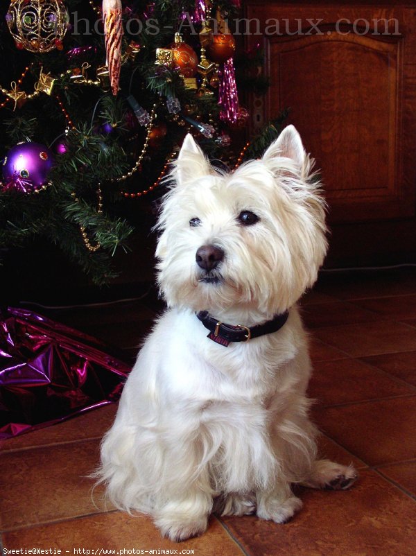 Photo de West highland white terrier