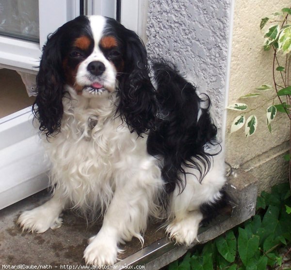 Photo de Cavalier king charles spaniel