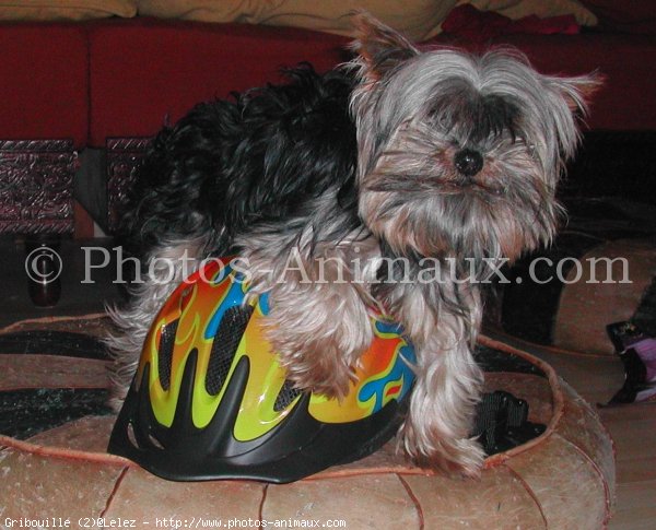 Photo de Yorkshire terrier