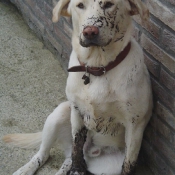 Photo de Labrador retriever