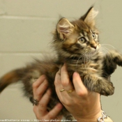 Photo de Maine coon