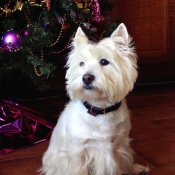 Photo de West highland white terrier