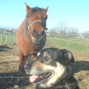 Photo de Races diffrentes