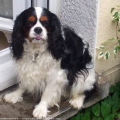 Photo de Cavalier king charles spaniel