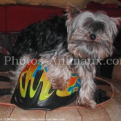 Photo de Yorkshire terrier