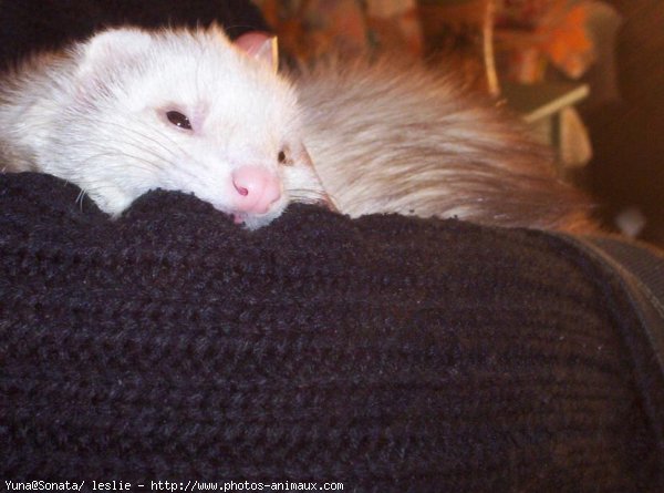 Photo de Furet