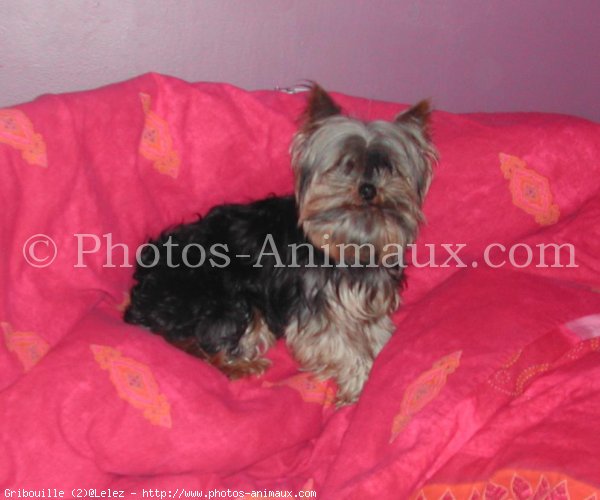 Photo de Yorkshire terrier