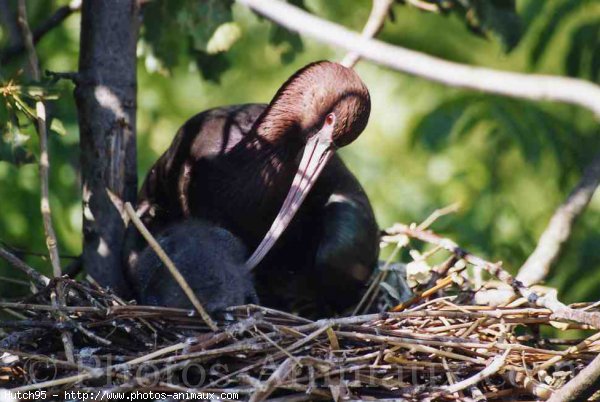 Photo d'Ibis