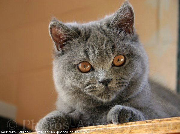 Photo de British shorthair