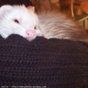 Photo de Furet