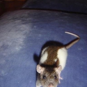 Photo de Rat