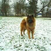 Photo d'Eurasier