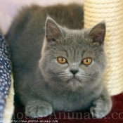 Photo de British shorthair