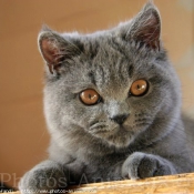 Photo de British shorthair