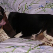 Photo de Basset hound