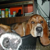 Photo de Basset hound