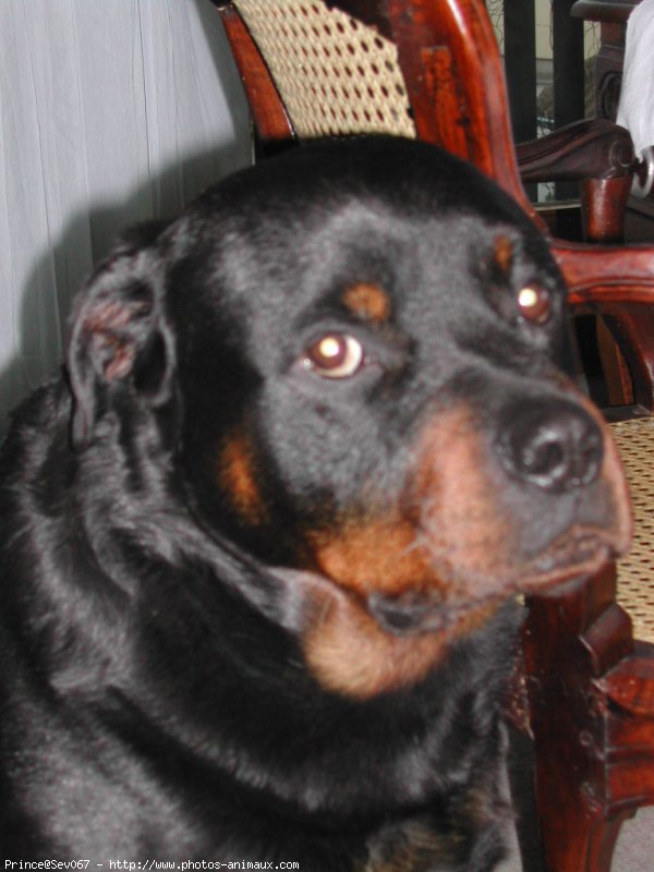 Photo de Rottweiler