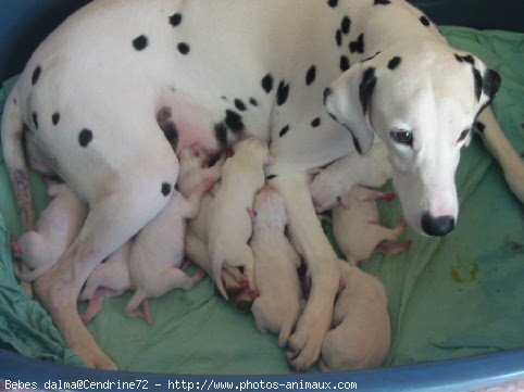 Photo de Dalmatien