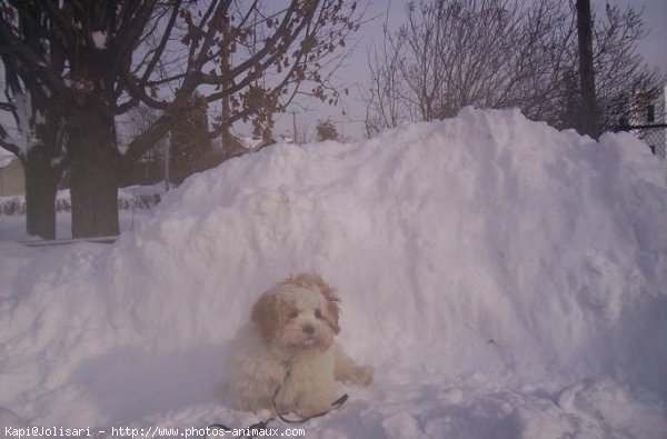 Photo de Lhassa apso