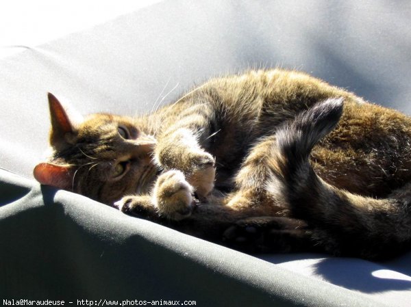 Photo de Chat domestique