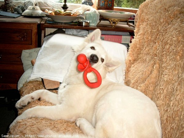 Photo de Berger blanc suisse