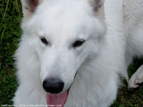 Photo de Berger blanc suisse