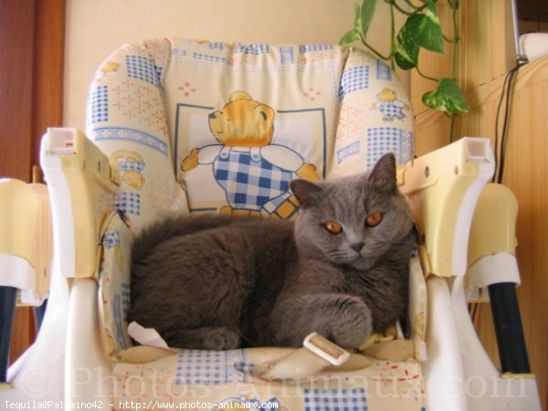 Photo de British shorthair