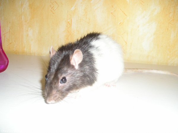 Photo de Rat