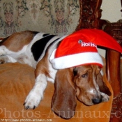 Photo de Basset hound