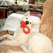 Photo de Berger blanc suisse