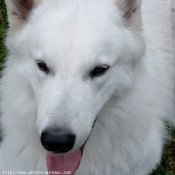 Photo de Berger blanc suisse