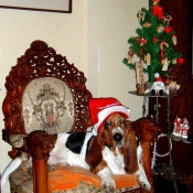 Photo de Basset hound