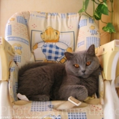 Photo de British shorthair