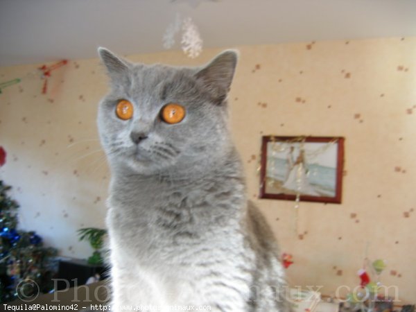 Photo de British shorthair