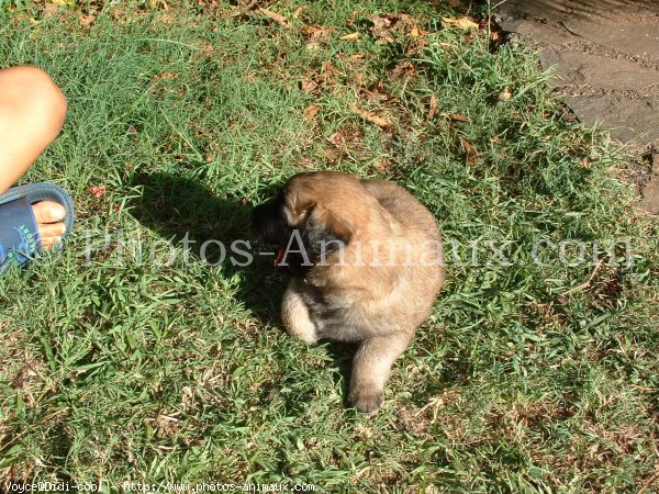 Photo de Berger belge malinois