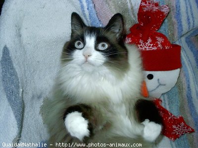 Photo de Ragdoll