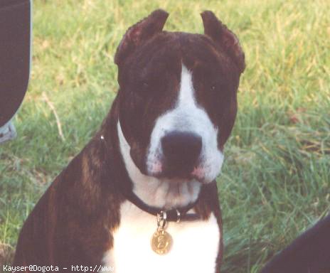 Photo d'American staffordshire terrier