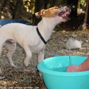 Photo de Jack russell terrier