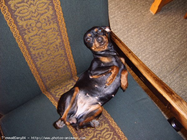 Photo de Pinscher nain