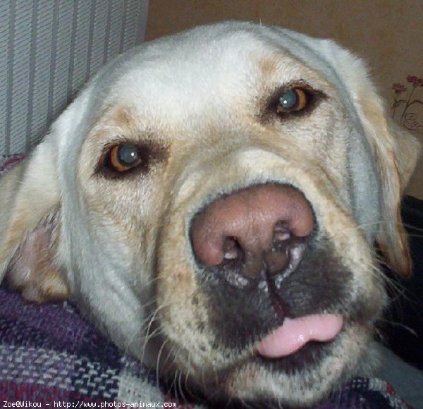 Photo de Labrador retriever