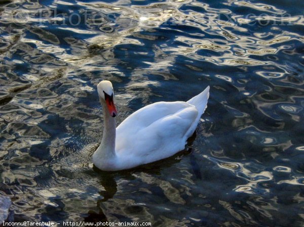 Photo de Cygne