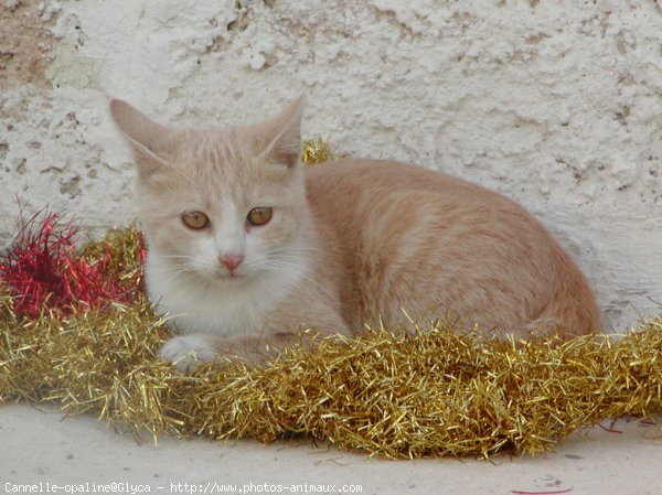 Photo de Chat domestique