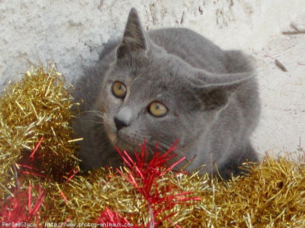 Photo de Chat domestique