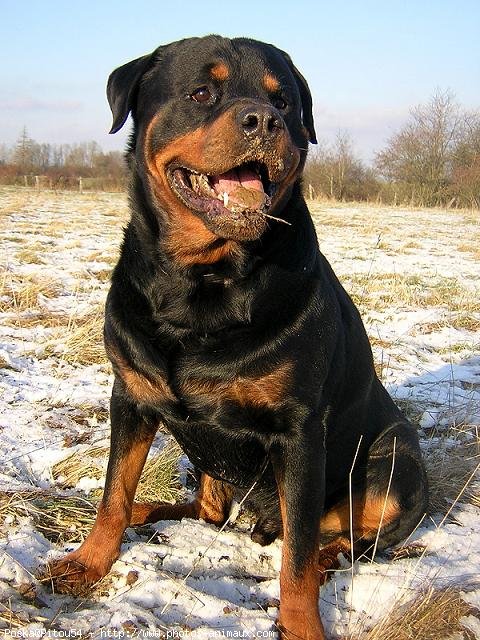 Photo de Rottweiler