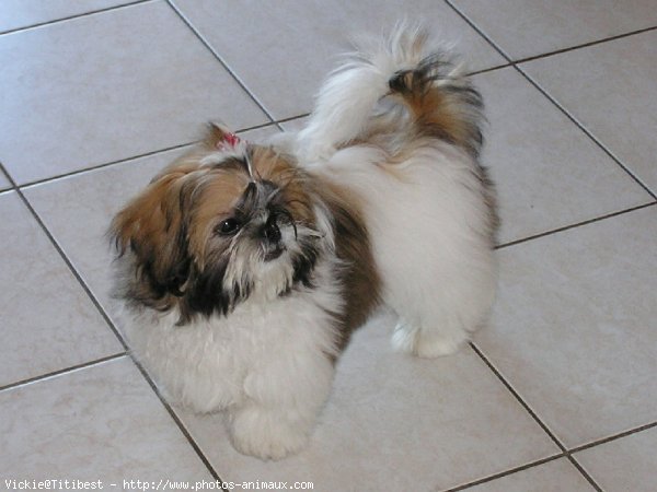 Photo de Shih tzu